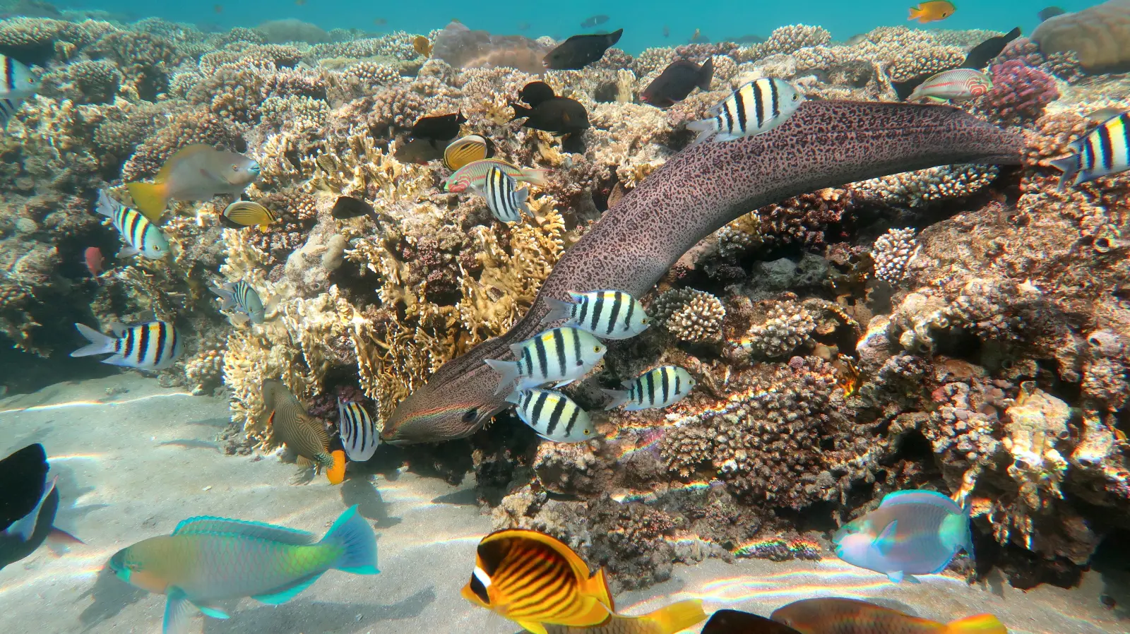 A moray eel and colorful tropical fish near a coral reef in the Red Sea.