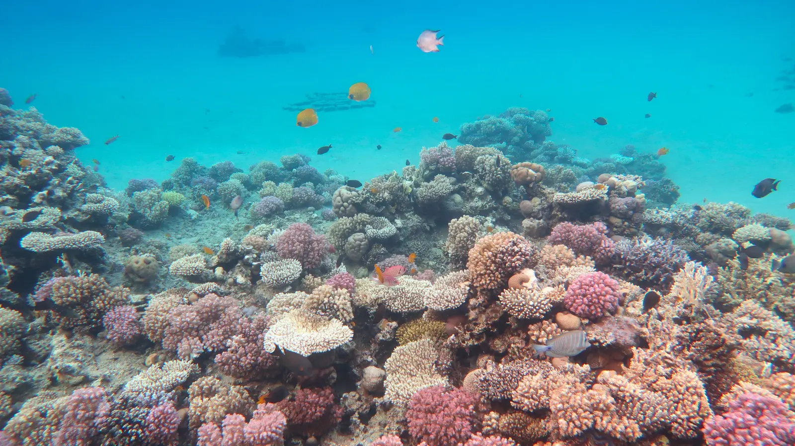 A coral reef in the clear blue water of the Red Sea.